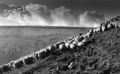 Welsh Mountain Sheep Pen Y Fan