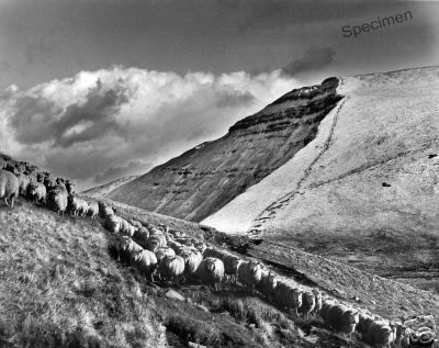 Welsh Mountain Sheep Pen Y Fan Brecon