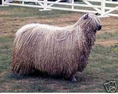 Wensleydale Sheep