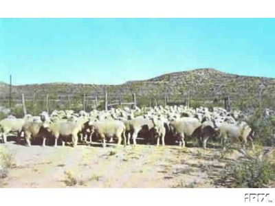 West Texas Sheep