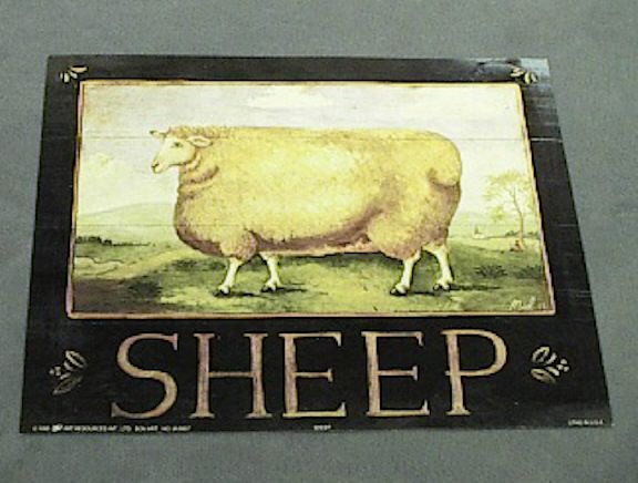 White Board Sheep