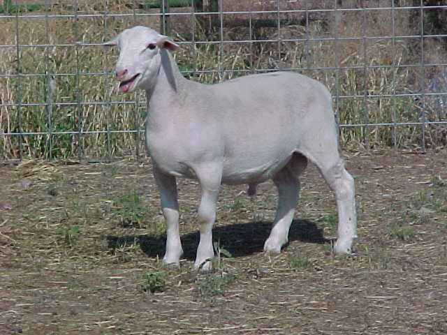 White Dorper Ram Lamb 2005