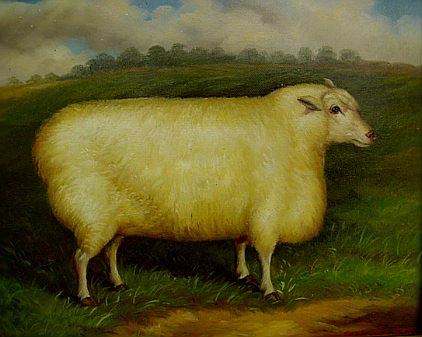 White Ewe