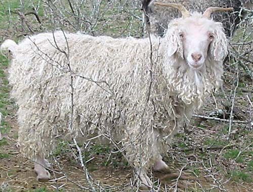 White Mohair Goat Nanny