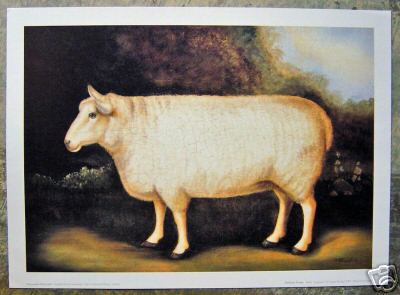 White Sheep Art Print