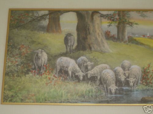 White Sheep Drinking