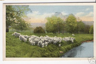 White Sheep Grazing By Water