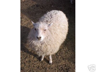 White Shetland Ewe