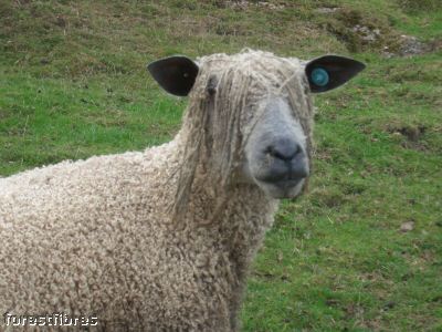 White Wensleydale Ewe Sheep