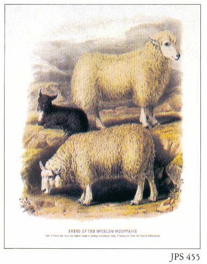 Wicklow Mt Sheep