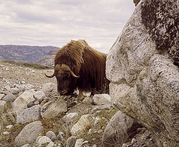 Willie Musk Ox in Ambush