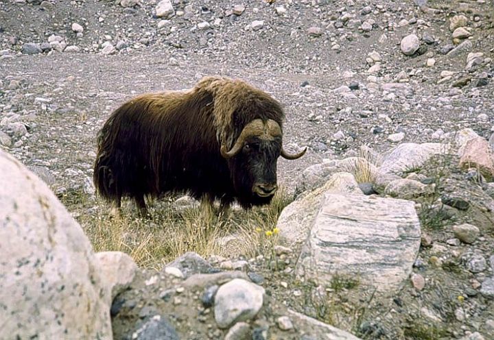 Willie Musk Ox Profile