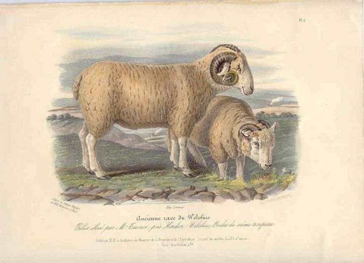 Wiltshire Sheep