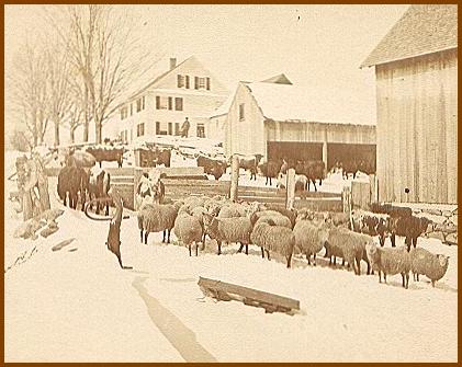 Winter in the Farmyard Snow Sheep Kilburn Bros 1870Sv6616C
