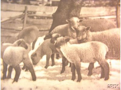Winter Sheep C