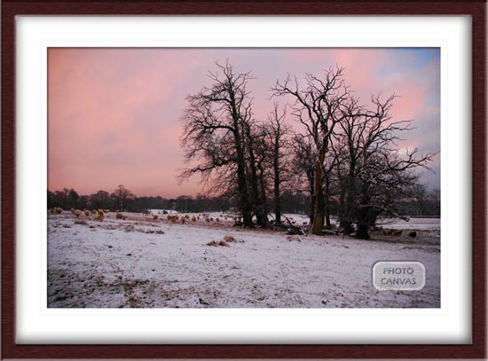 Winter Sheep Grazing Under Pink Skys