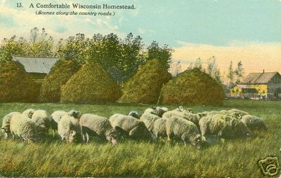 Wisconsin Sheep Farm