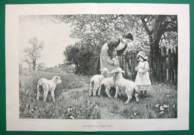 Woman Child Orphand Lambs