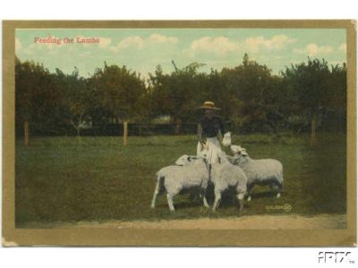 Woman Feeding Big Lambs