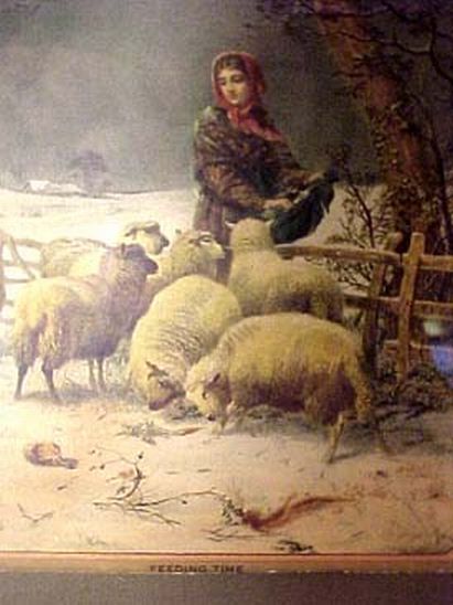 Woman Feeding Sheep