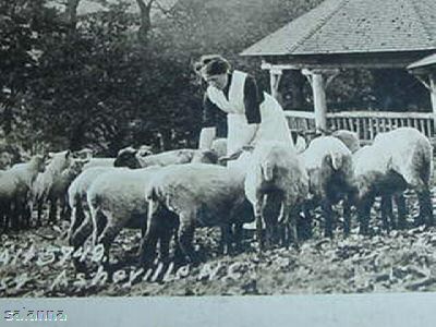 Woman Hand Feeding Sheep