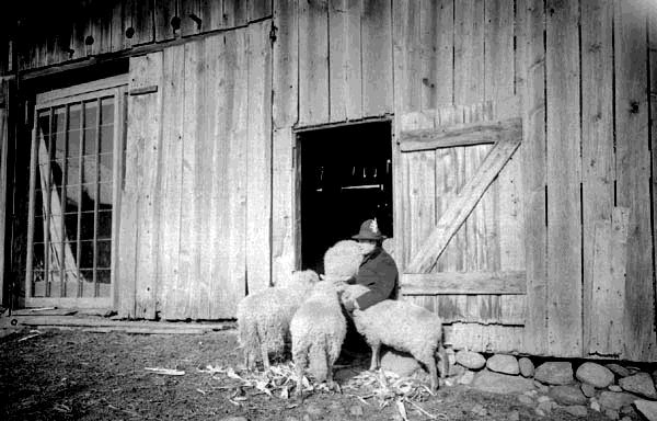 Woman in Barn Doorway with Sheep