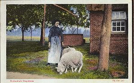 Woman with Sheep in the Netherlands