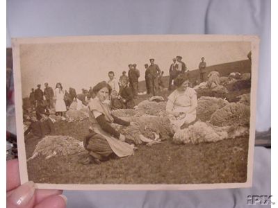 Women Shearing Sheep