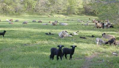 Wonderful Black Twin Lambs