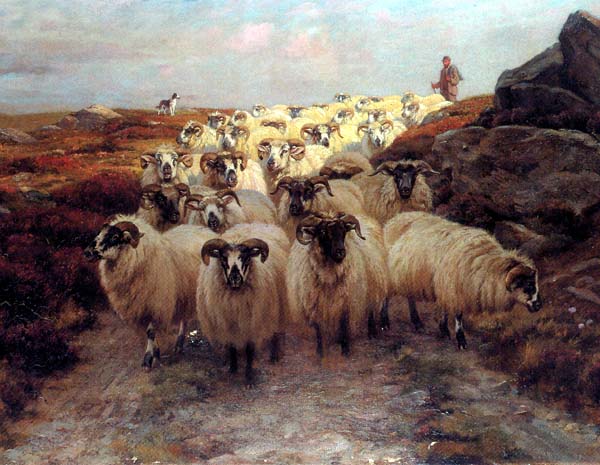 Wonderful Sheep and the Shepherd