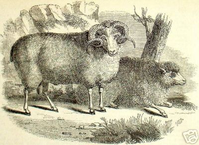 Wood Block Merino Sheep Ram and Ewe