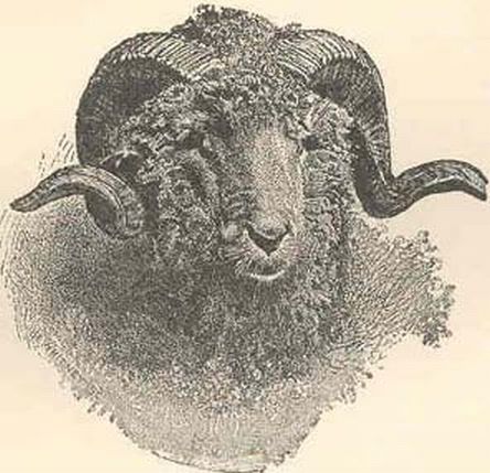 Woodcut Merino Ram Sheep