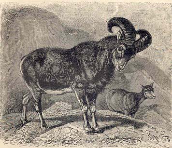 Woodcut Mouflon Sheep