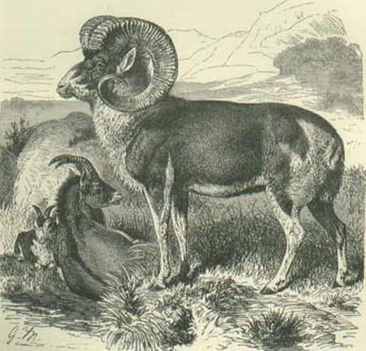 Woodcut Pamir Wild Sheep 1896