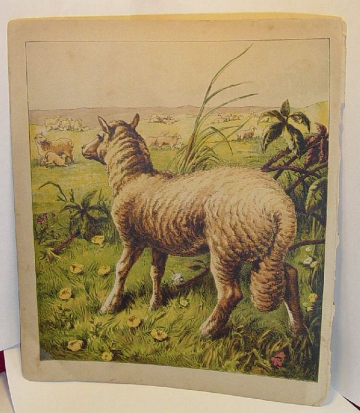 Wooly Sheep in Spring