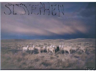 Wyoming Sheep