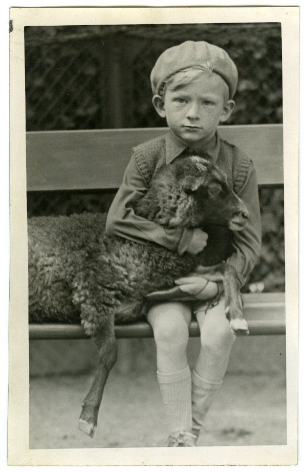 Young Boy Holds Sheep Photo