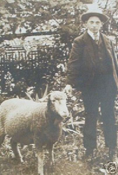 Young Man and His Sheep