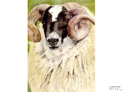 Young Ram Portrait