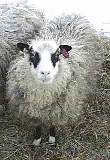 Yuglet Shetland Ewe