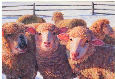 Yule Sheep