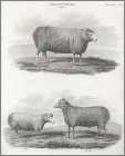 1815 Sheep Print