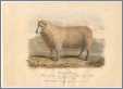 1843 Southdown Ram