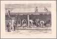 1881 Engraving Australia Sheep Shearing