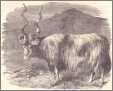 1884 Wallachian Sheep Woodcut Print