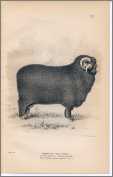 1892 Merino Ram Wall Street