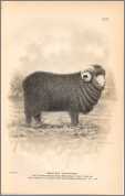 1892 Ram Merino Sweep