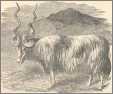 1894 Wallachian Or Cretan Sheep