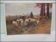 1904 Wf Print Sheep