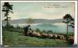 1905 Postcard F Hartmanns Rural Series 3713 Sheep